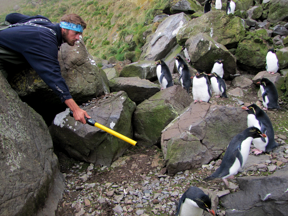 Ray with penguins