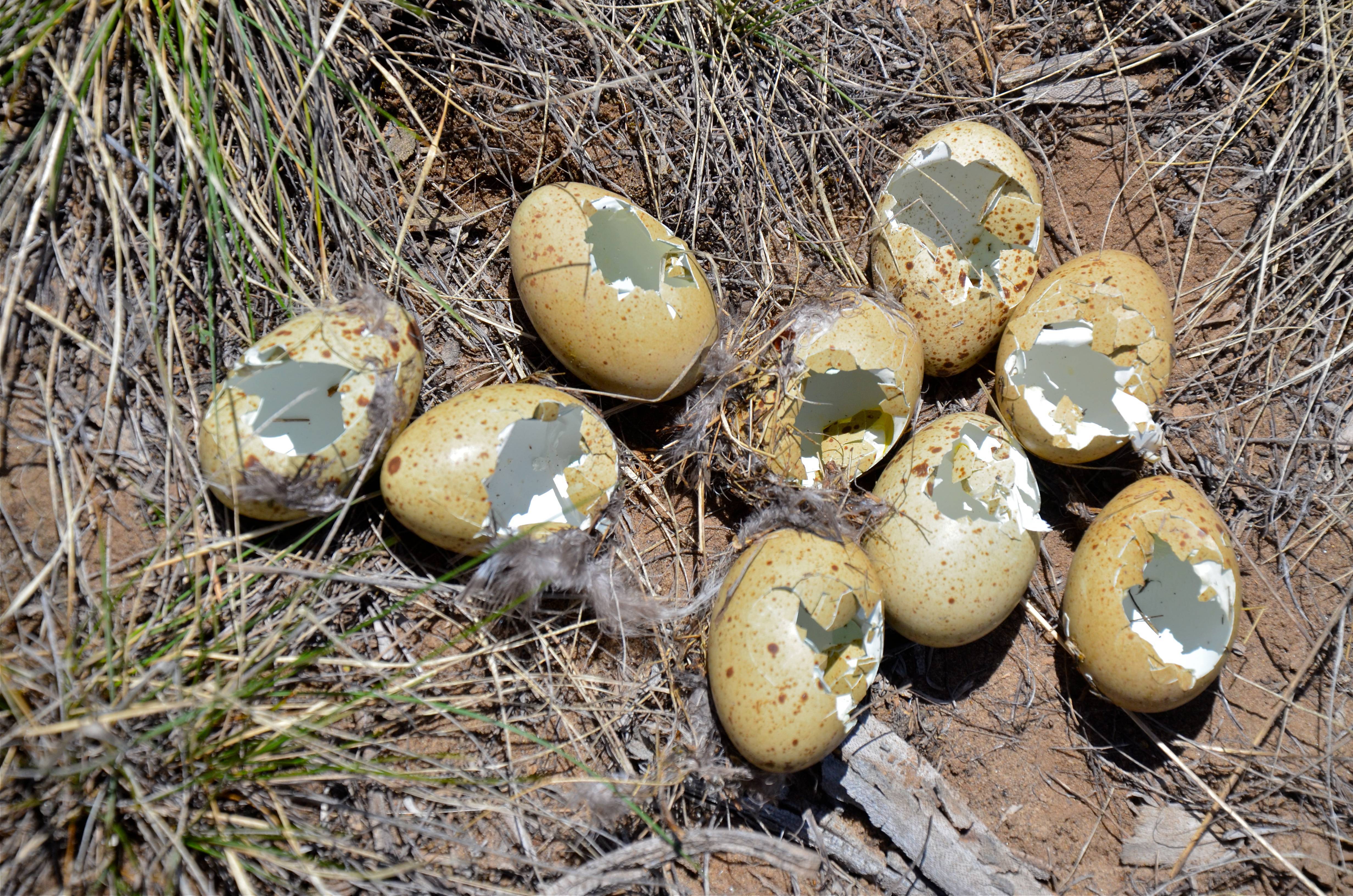 depredated sage grouse eggs on grass