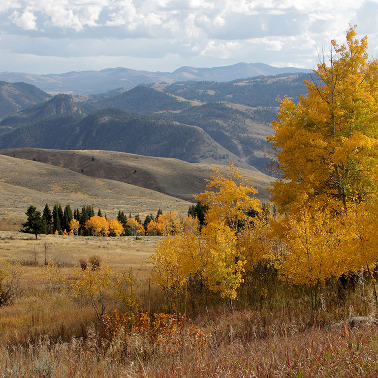 Yellow aspen trees in the foreground of Gallatin National Forest
