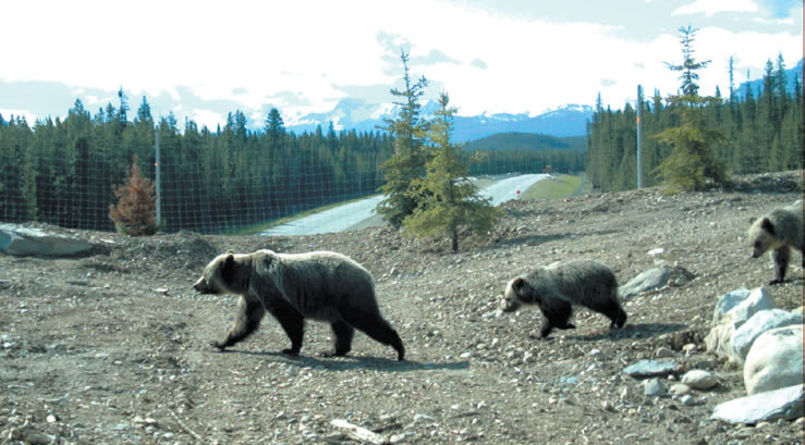 A sow grizzly and cubs are seen on a wildlife overpass above the Trans-Canada Highway in Banff National Park. Photo by HighwayWilding.org bear and cubs cross wildlife overpass