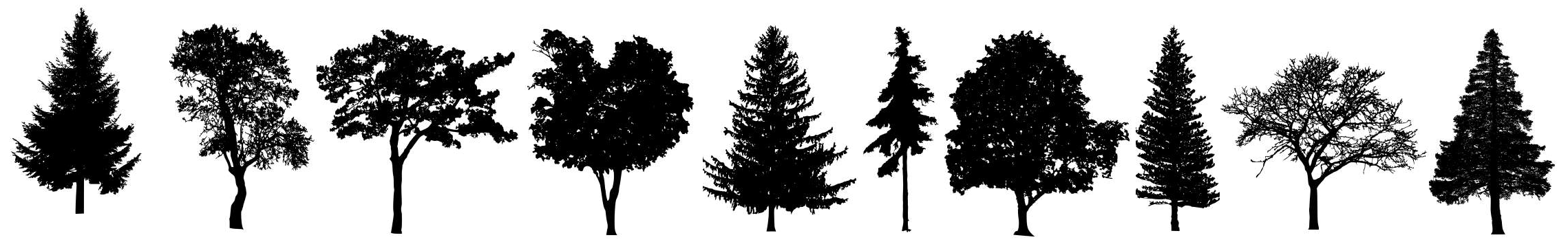 silhouette of trees