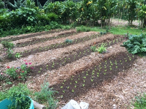 small garden plot in Hawai'i