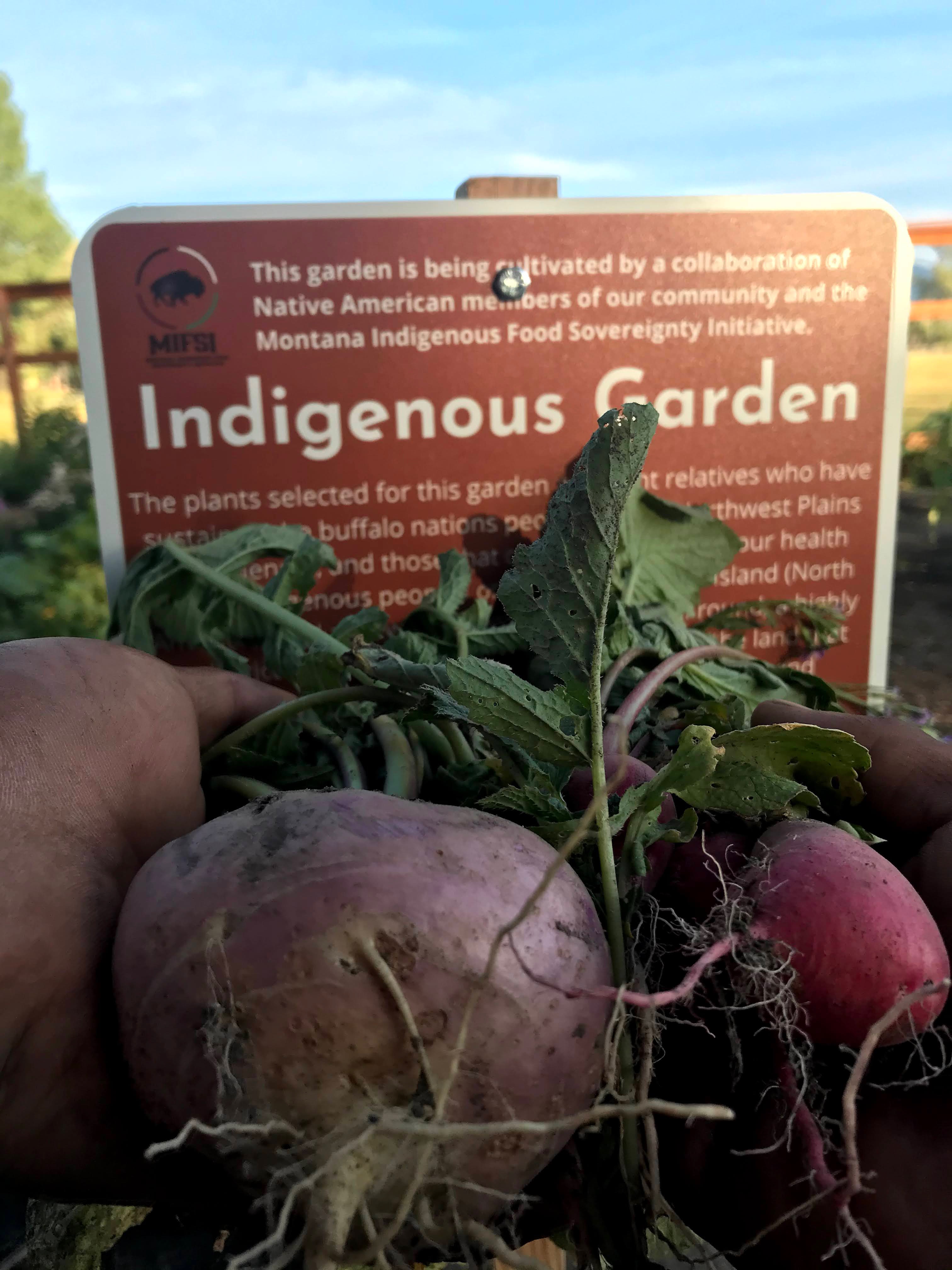 Indigenous garden harvest