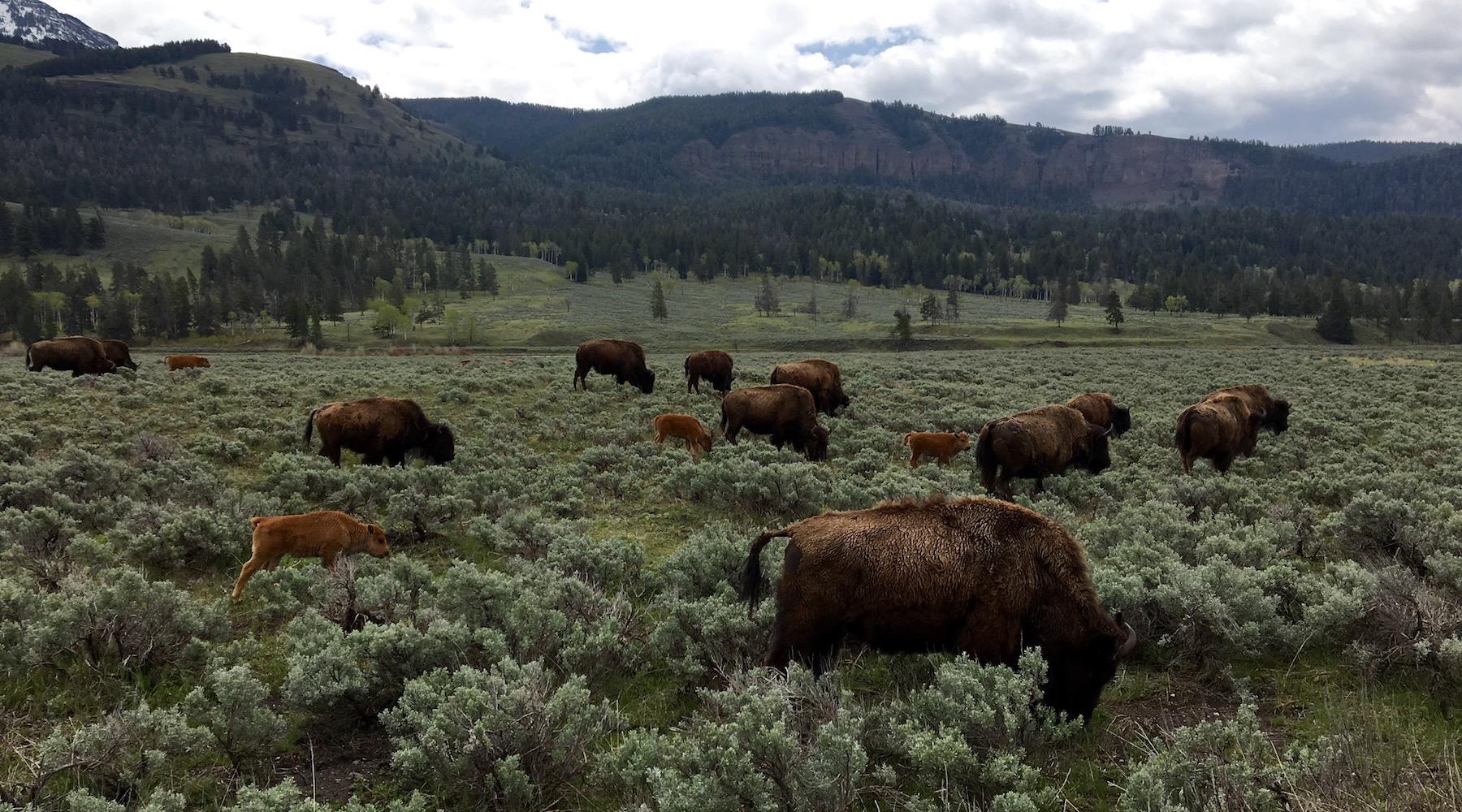 Bison graze in Yellowstone National Park