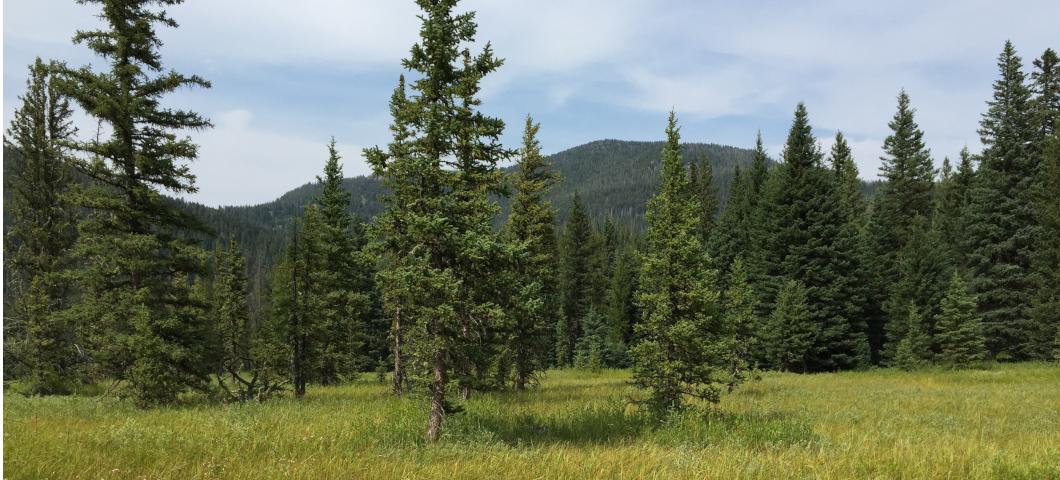 Green trees in forest