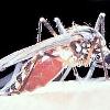 Adult Aedes female taking a blood meal. US Navy Disease Vectory Ecology and Control Center
