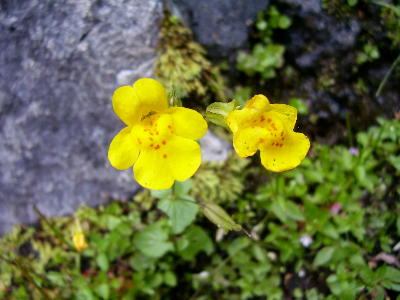 Two small yellow flowers