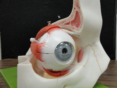 Model of a human eye