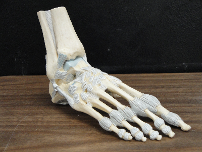 Skeletal human foot
