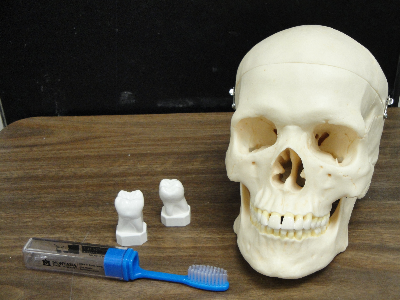 Human skull, toothbrush, and teeth