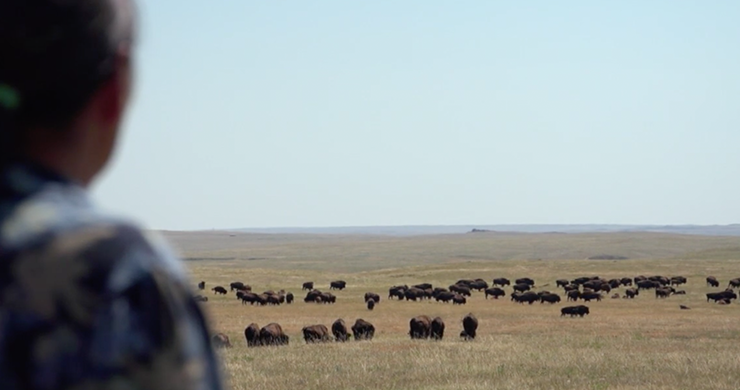 man in foreground watching bison
