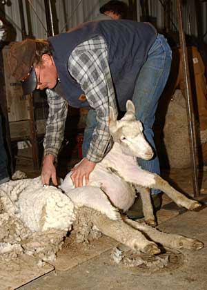 shear sheep