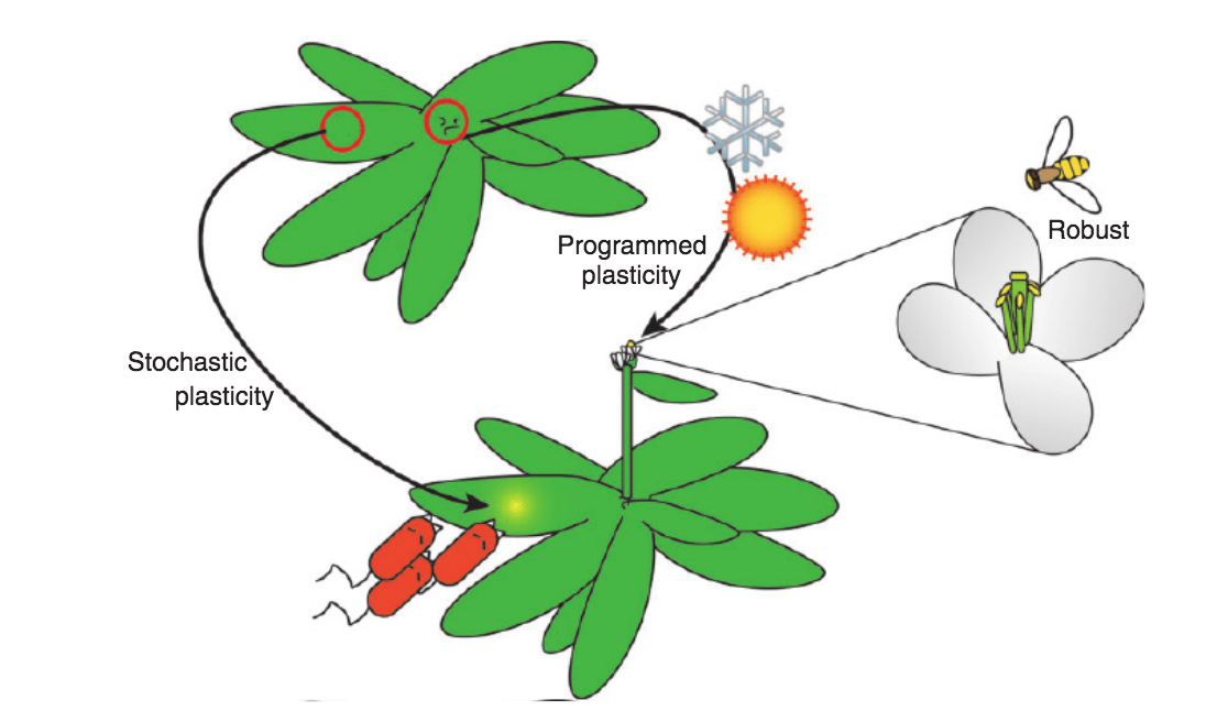 plasticity in plants such as Arabidopsis is dependent on environmental factors such as sunlight or pollination.
