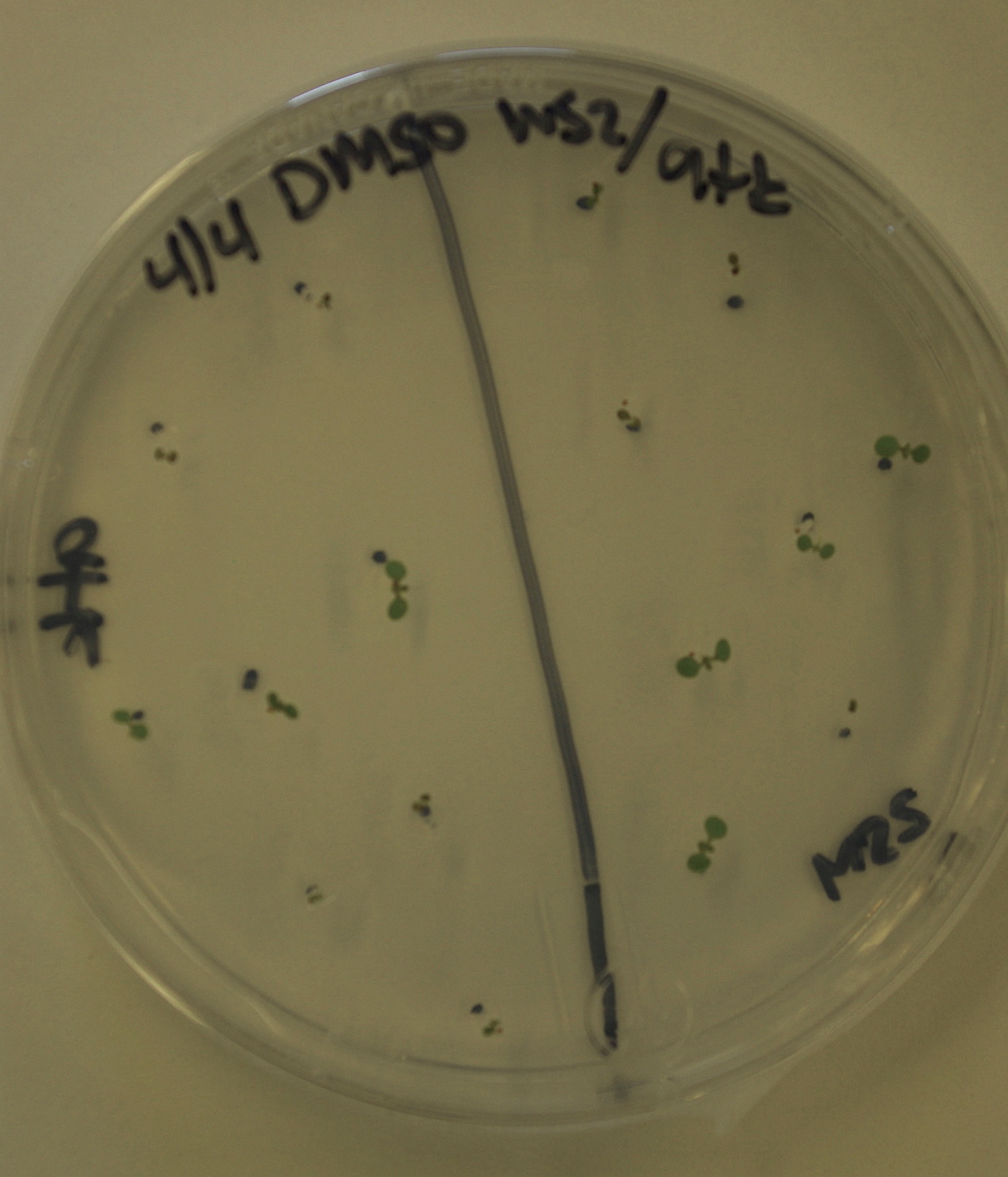 Arabidopsis growing on a plate