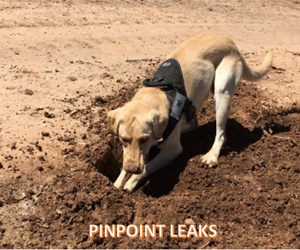 Pipe Dogs Incorporated Pipe Dogs Incorporated Logo