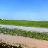 003 - Rice fields in the western end of the Niger River "Inner Delta"