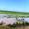 005 - Rice fields in the western end of the Niger River "Inner Delta"