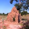 052 - Termite mound more than 10 feet tall
