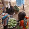 025 - Fresh okra for the famous food sauces of Mali