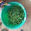 075 Cow Peas (Black-eyed Peas in the US) - an Important Source of Scarce Dietary Protein.
Inadequate Protein Causes Kwashiorkor (characterized by reddish hair and distended belly)