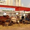 066 - Notice the shoulder humps on these cattle. This identifies them as descendents of Brahma cattle from India.
The Brahma blood line protects non-native-to-Mali cattle from the tstete fly which vectors African sleeping sickness