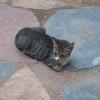 062 - Cat, but too small to catch a Mali rat