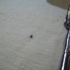 075 - Ala Carte? Some insect on table - not good!