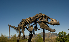 T-Rex at Museum of the Rockies