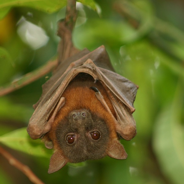 Bat in tree