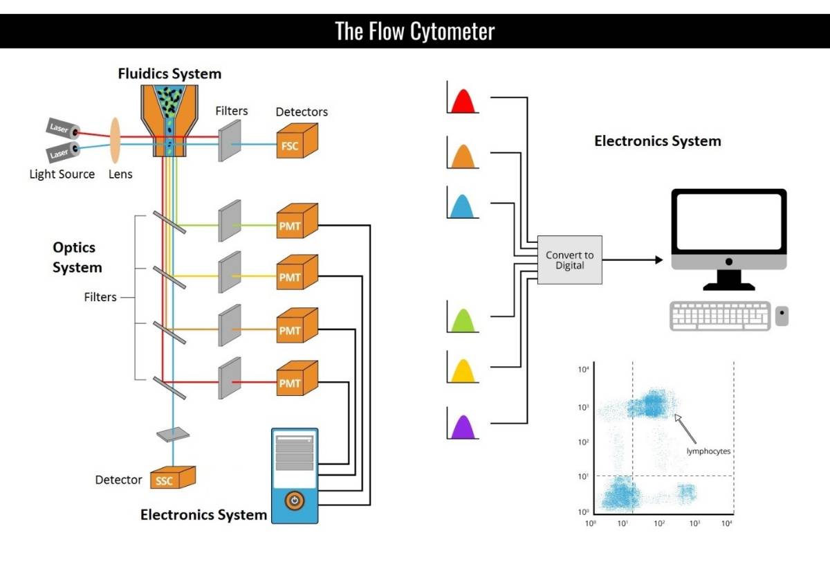 Flow Cytometer Diagram