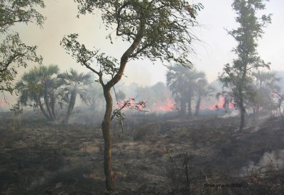 Fire in Miombo woodland, Mozambique