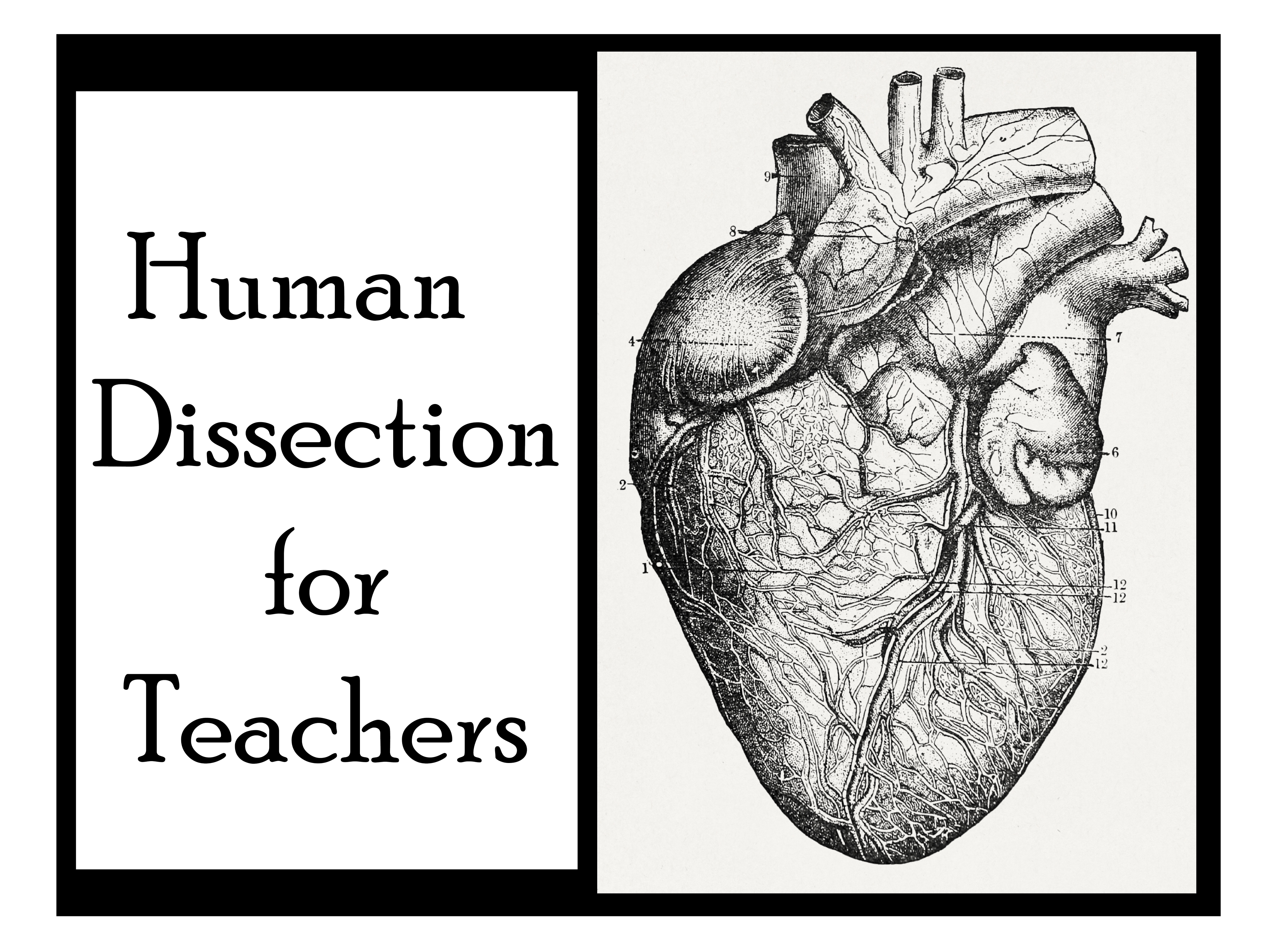 Human dissection for teachers course photo