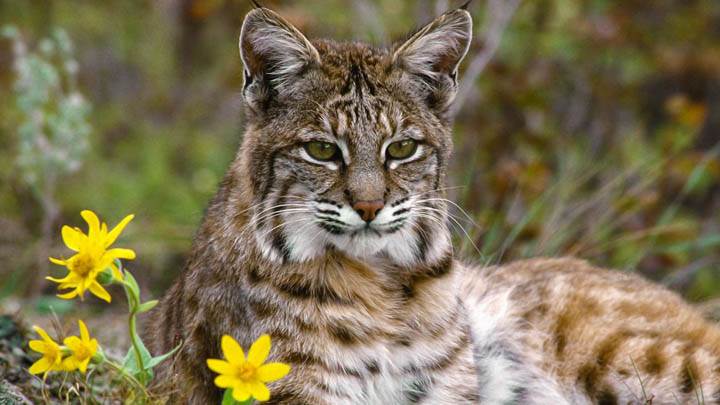 photo of bobcat sitting by yellow flowers