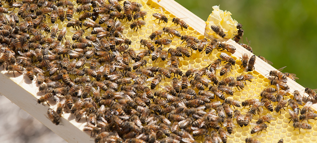 msu pollinator research bees on hive honey comb 2