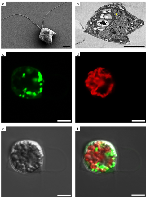 Wei Microbe Images