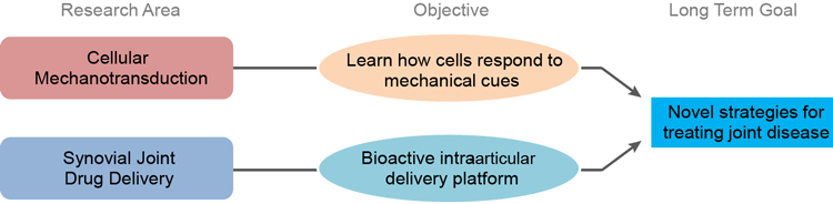 Diagram illustrating the convergence of cellular mechanotransduction and synovial join drug delivery research to develop novel strategies for treating joint disease