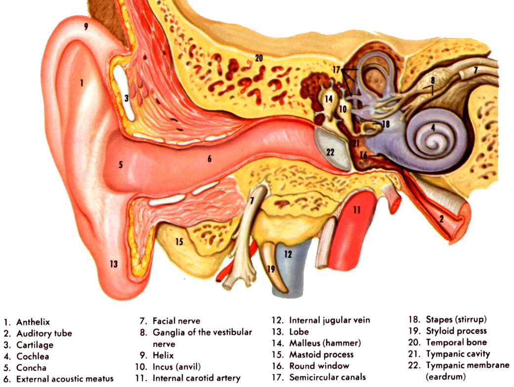 cutaway drawing of human ear physiology