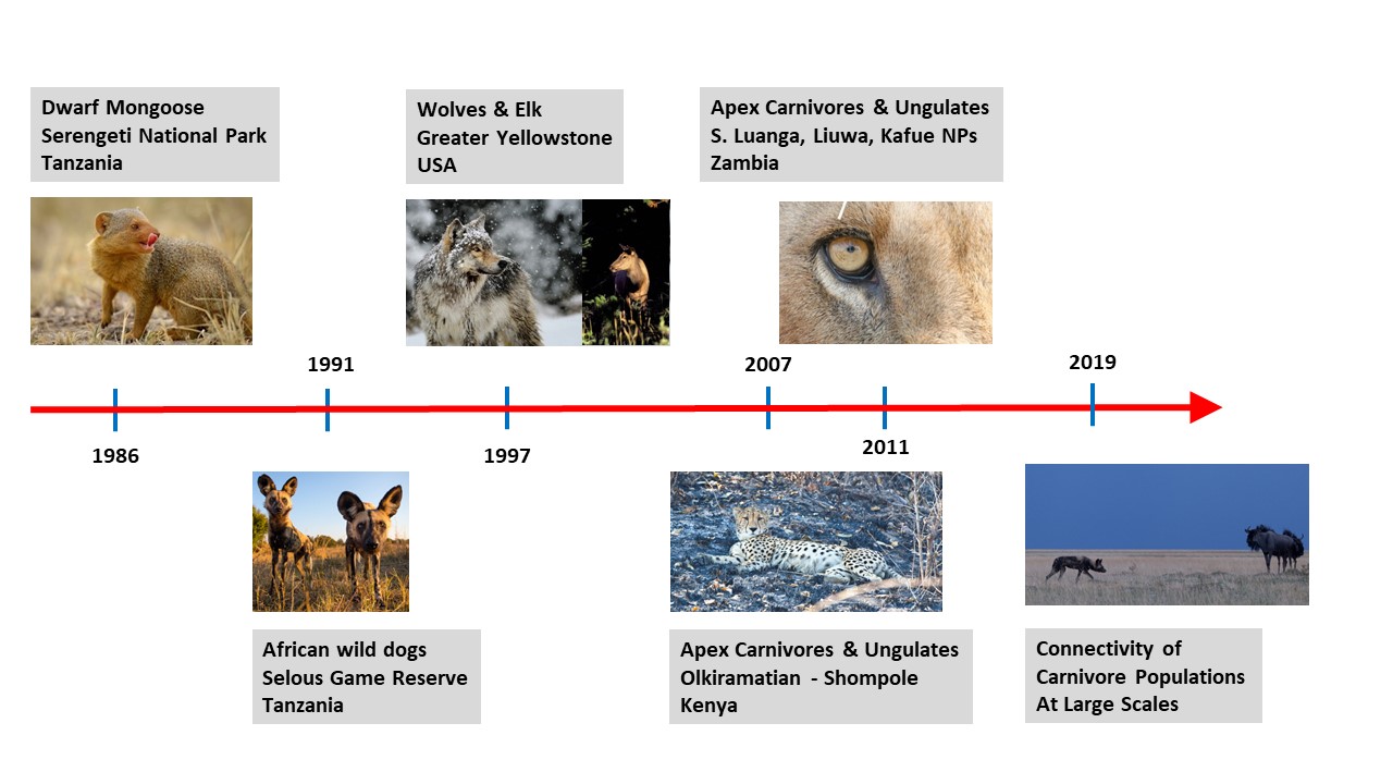 research timeline
