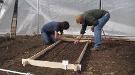 Workers planting seeds inside the high tunnel using a wooden frame to determine spacing