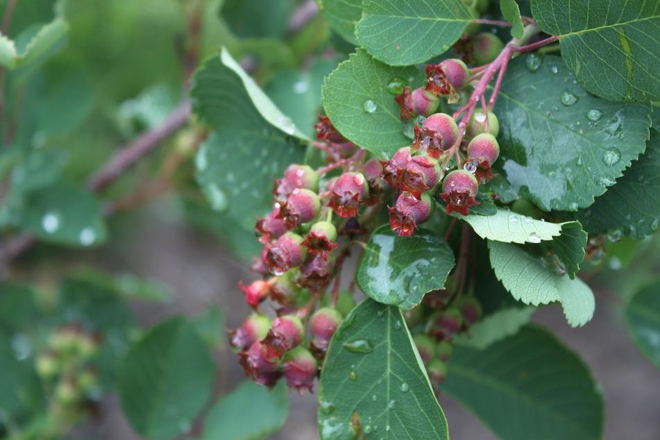 Clusters of ripening saskatoons