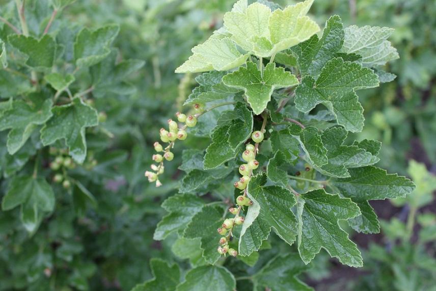 A cluster of ripening currant berries