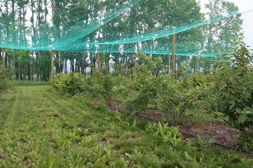 Rows of small fruit bushes under protective bird netting