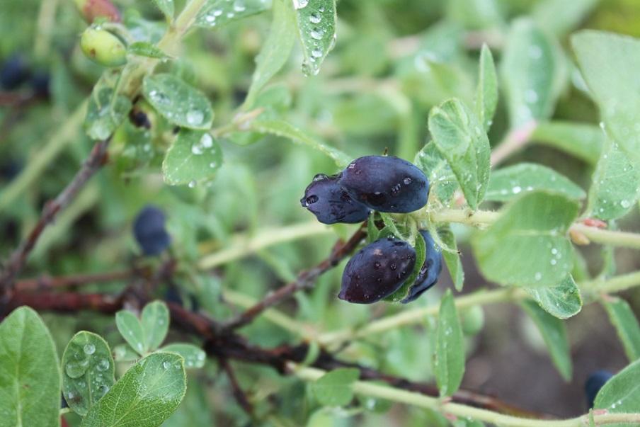 Ripe haskap berries 