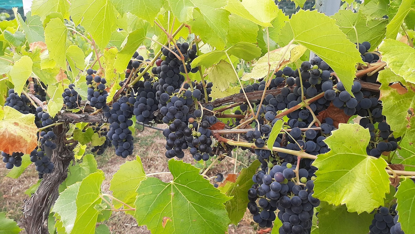 A row of vines covered in large clusters of dark pruple grapes