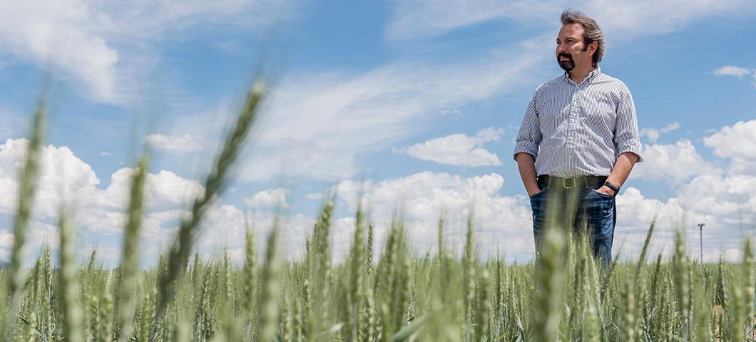 Hikmet Budak stands in a field of durum wheat