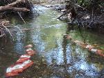 Sample Collectors in the River Flow