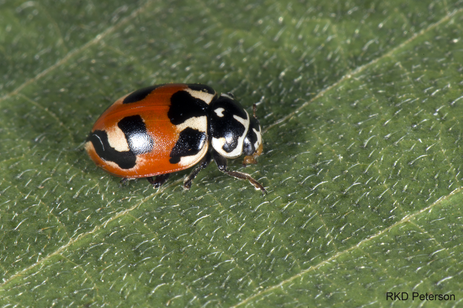 coccinellid sp.