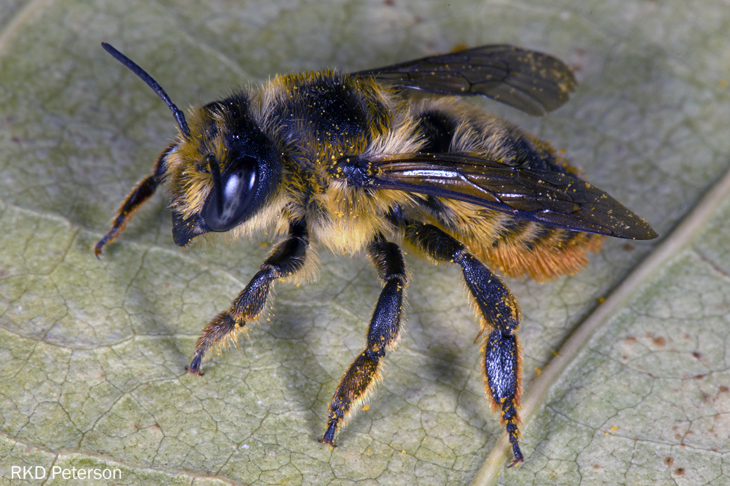 Megachile frigidus