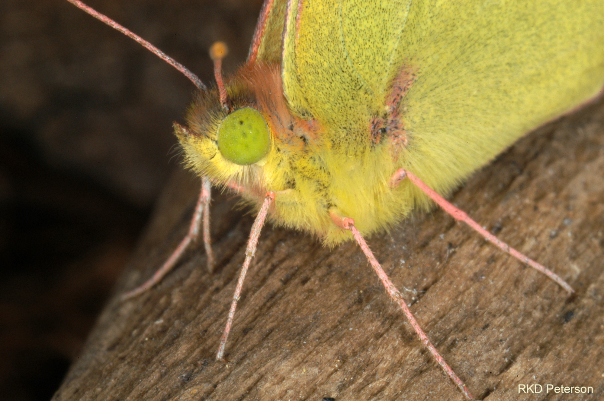 Colias - sulfur butterfly