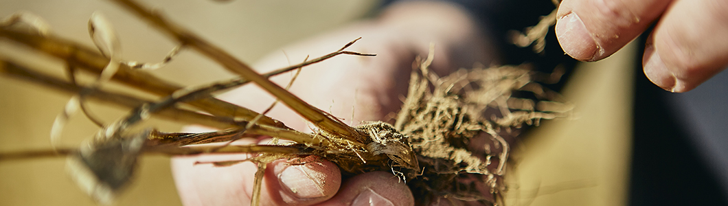 A hand holds a piece of crop detritus, inspecting the root system.